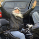 Illustration for article titled Harley Denied This Guys Warranty For Flying Flags, But It Makes Sense